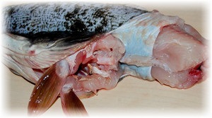 Hogyan tisztítsa meg a menyhal helyesen és nem sok erőfeszítést