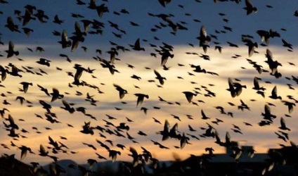 Milyen madarak repülnek ősszel délre az első