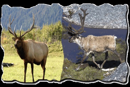 Mi állat él tundra listán, tények, fotók és leírás