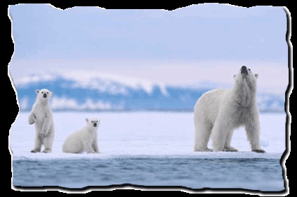 Mi állat él tundra listán, tények, fotók és leírás