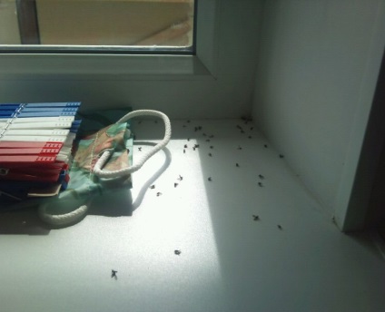 Hogyan lehet megszabadulni a bosszantó szúnyogok a lakásban