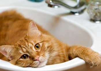 Hogyan fürödni egy macska