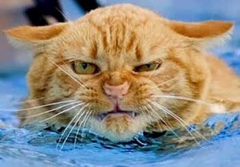 Hogyan fürödni egy macska