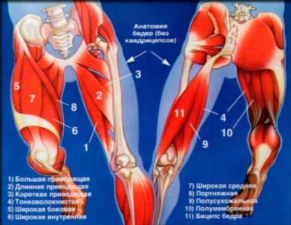 Hogyan építsünk a lábak, body building (szivattyú) Hogyan építsünk lábát testépítés