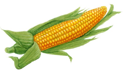 Hogyan kell felhívni a kukorica ceruza szakaszaiban