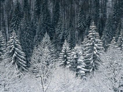 Hogyan kell szedni a képeket az erdőben, és hogy szép képeket az erdők különböző évszakokban