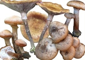 Hogyan lehet megkülönböztetni a hamis ehető, gombák (gombák) Hogyan lehet megkülönböztetni az ehető gombákat és a hamis