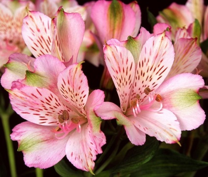Hogyan törődik egy fotó szegfű video (Alstroemeria) Hogyan törődik Alstroemeria fotók, videók