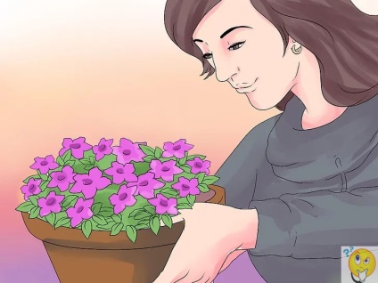Hogyan növekszik a petúnia
