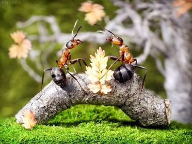 Hogyan hozzuk hangyák az országban gyorsan és hatékonyan