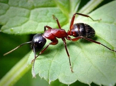 Hogyan hozzuk hangyák az országban gyorsan és hatékonyan
