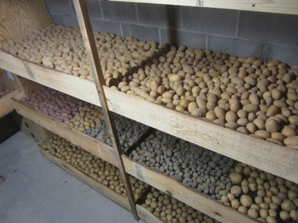 Hogyan kell tárolni a burgonyát a lakásban Négy módon tárolására burgonya