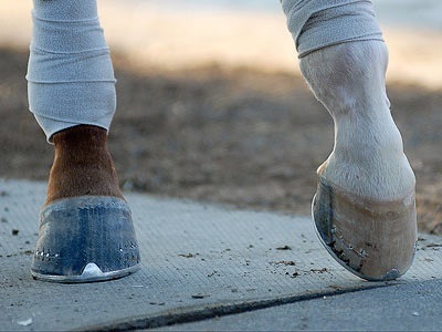 Hogyan védi a ló lábát - Bandage