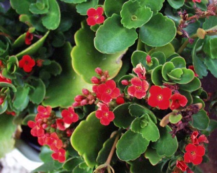 Kalanchoe nem virágzik - mit kell tenni (nincs virágzás) Kalanchoe nem virágzik - mit kell tenni