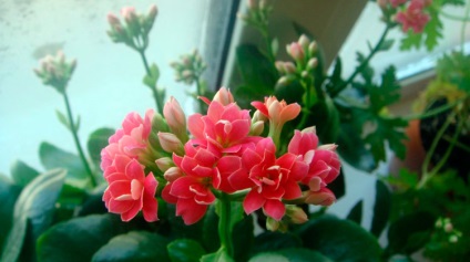 Kalanchoe nem virágzik - mit kell tenni (az oka a hiányzó szín) Kalanchoe nem virágzik - mit kell tenni