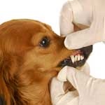 Fogszuvasodás kutyáknál (fogszuvasodás), fogszuvasodás fogászati ​​anatómia és élettan, etiológiájú kórkép