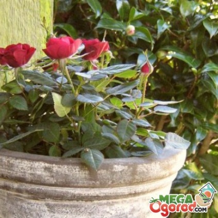 Törpe Rose - tenyésztés, gondozás, metszés, a legjobb fajta és termesztési feltételek