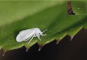 Burgonya mol, hogyan kell harcolni (harcban sárgarépa fly) Burgonya mol, hogyan kell kezelni