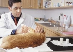 Szürkehályog macskák tünetek és a betegség kezelésében (fotó)