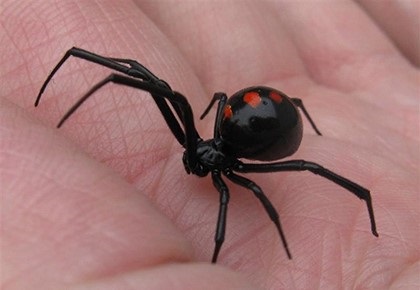 Miért álom egy fekete pók - nagy vagy kicsi