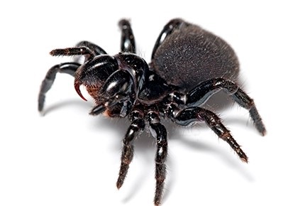 Miért álom egy fekete pók - nagy vagy kicsi