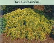 Himalájai cédrus (tűlevelűek) himalájai cédrus