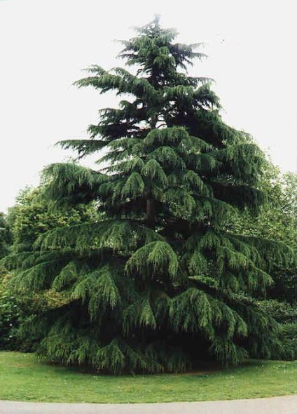 Himalájai cédrus (himalájai cédrus) leírása (cédrus) Himalájai cédrus (himalájai cédrus) Leírás