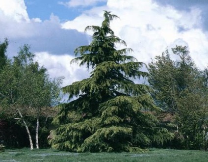 Himalájai cédrus (himalájai cédrus) leírása (Cedrus) Himalájai cédrus (himalájai cédrus) Leírás