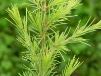 Himalája cédrus - különösen a fák (cédrus cédrus Atlas cédrus) Himalája cédrus - különösen a fák