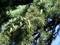 Himalája cédrus - különösen a fák (Cedrus nagy örökzöld) Himalája cédrus - különösen a fák