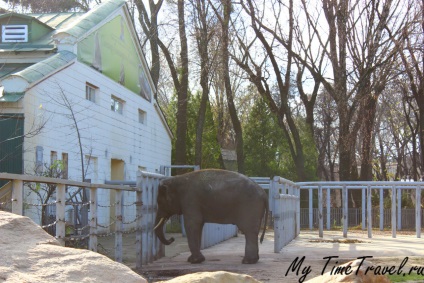 Kijev állatkert fotók, árak, hogyan lehet eljutni