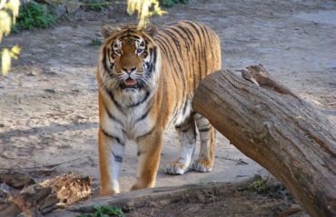 Kiev állatkert jelek (zoo) Kiev Zoo, Kijev