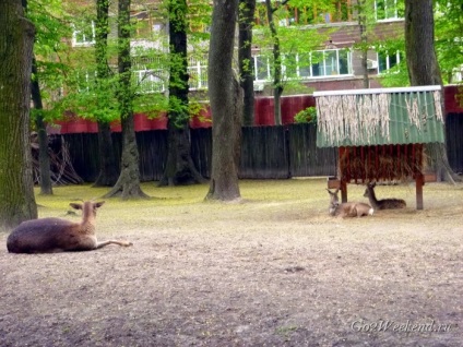 Kijev állatkert a visszajelzés a látogató az állatkertben