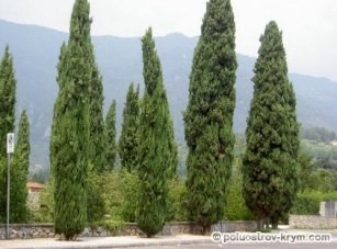 Cypress fák és cserjék a Krím - a könyvtár kincseit Krím-félszigeten (Krím) Cypress fák és cserjék a Krím - a könyvtár kincseit Krím-félszigeten