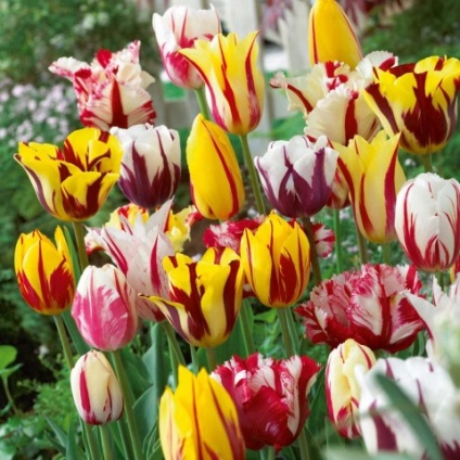 Amikor a növény nárciszok és tulipánok ősszel