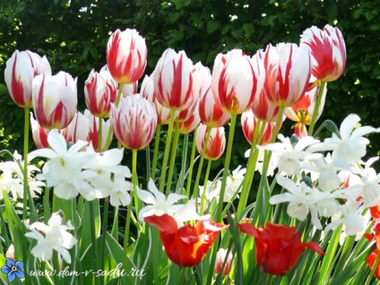 Amikor a növény tulipán és nárcisz őszén, egy gyönyörű ház és kert