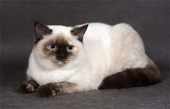 Color-pont (Himalája) színes brit macska - brit színek, sunray - óvodai brit