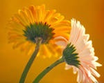Szoba vagy Transvaal százszorszép gerbera (Gerbera virág) Hálószoba Gerbera vagy Transvaal százszorszép