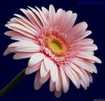 Szoba vagy Transvaal százszorszép gerbera (Gerbera virág) Hálószoba Gerbera vagy Transvaal százszorszép
