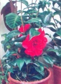 Szobanövények megfeketedik a leveleket a Camellia