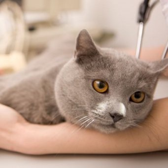Cat influenzás tünetek és kezelés