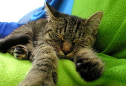 Cat influenza tünetei, kezelése és megelőzése - murkote körülbelül macskák és macskák