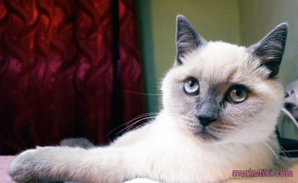 Skót macska színe kék-pont, murkotiki