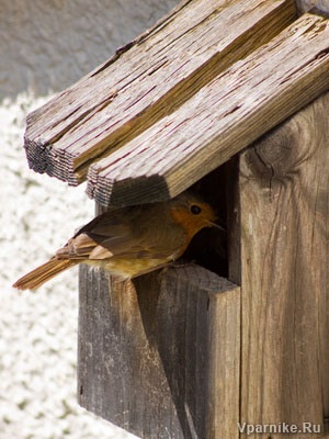 Szárnyas védelmi rendszer, a mérete birdhouses és adagolók