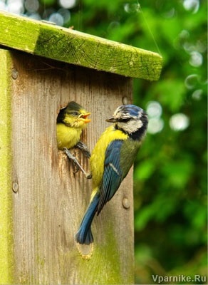 Szárnyas védelmi rendszer, a mérete birdhouses és adagolók