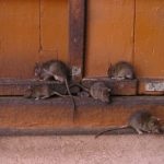 Patkányfogó kezük gyorsan, egyszerűen és hatékonyan (könnyen) Patkányfogó kezük gyorsan, egyszerűen és hatékonyan