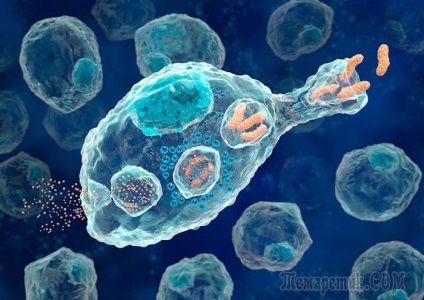 Ki fedezte fel a fagocitózis jelenség az emberek