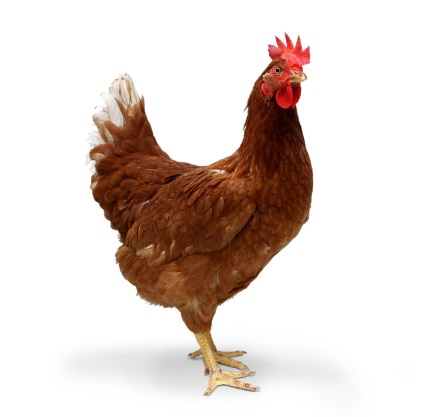 Csirke limpel okait és kezelését, kurosayt - Mezőgazdasági
