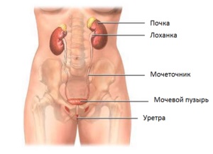 A vese kezelési gyógymasszírozás pont, otthon komplex (vese) Kezelése vese masszázs gyógyító pontot otthon komplex