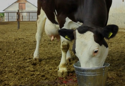 gasztrointesztinális kezelés működik a tehenek